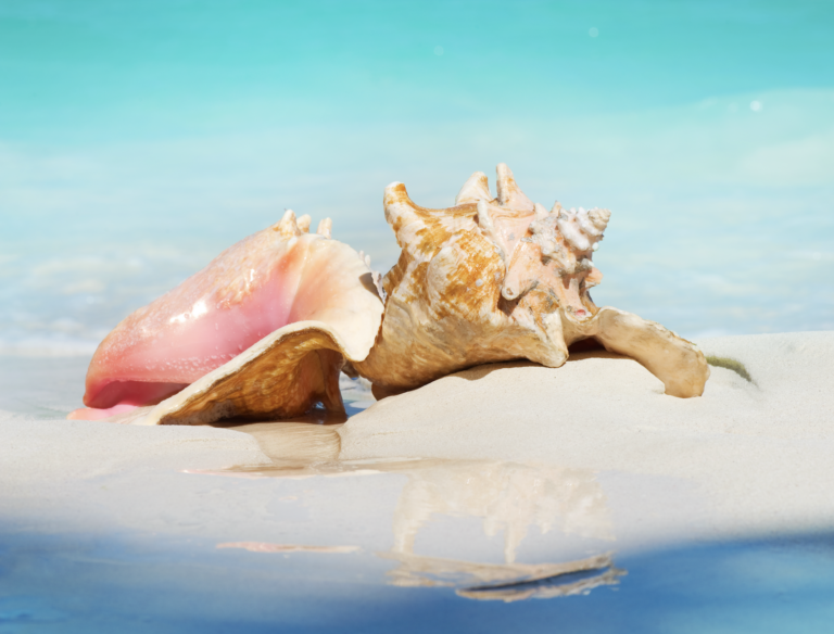 Feds Still Mulling Status of Queen Conch